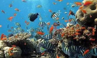 一线吃瓜娱乐圈_海底见月,一线吃瓜达人海底见月，揭秘明星幕后故事